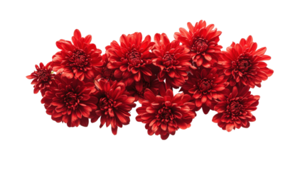 Red chrysanthemum flower Transparent background, PNG