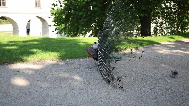 Majestic peacock spreads vibrant feathers in full display while calmly strutting across a sunny garden path as a curious pigeon walks nearby in the soft gravel under warm summer light