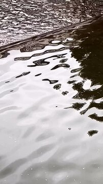 Calm Water Reflection &ndash; Peaceful Surface Movement for Background Use