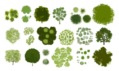 Vector tree top, white isolated view, cad drawing, garden layout, site plan, foliage, landscape map, architecture vector illustration, terrain, vegetation plan, cutout.