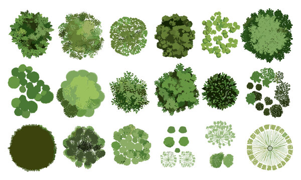 Tree top view vector, isolated on white background, cad design, landscape layout, garden plan, foliage vector illustration, environment elements, architectural site map, cutout.