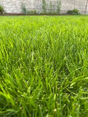 trawa trawnik ogrodowy koszony  © Piotr