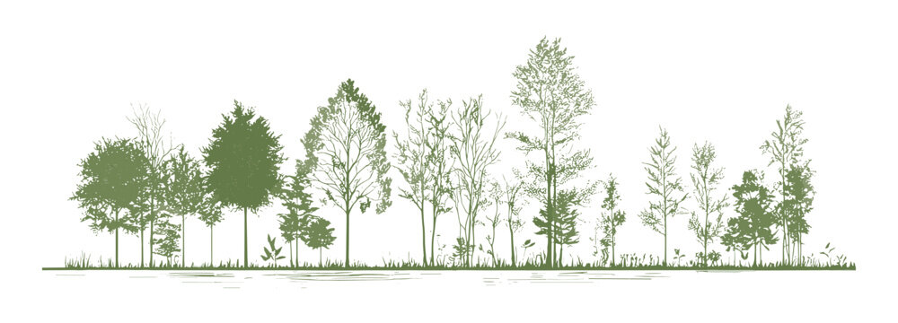 Minimal style tree line cad drawing, side view section of wetland forest outline for landscape design, architectural drawings, vector illustration, landscape architecture, forestry, cad sketch.