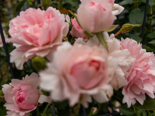 Close-up of Blooming Pink Garden Roses in Soft Natural Light