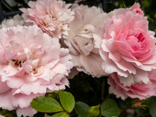 Close-up of Blooming Pink Garden Roses in Soft Natural Light