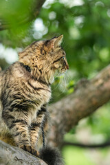 Beautiful Cute cat with yellow eyes sitting on a tree branch in the garden