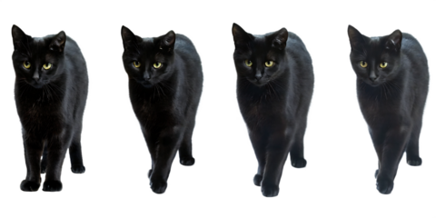  black cat isolated on white background PNG