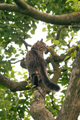Beautiful Cute cat with yellow eyes sitting on a tree branch in the garden