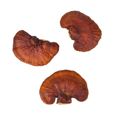 Lingzhi Mushroom Ganoderma Lucidum Isolated on transparen png.
