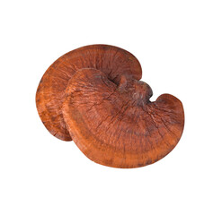 Lingzhi Mushroom Ganoderma Lucidum Isolated on transparen png.