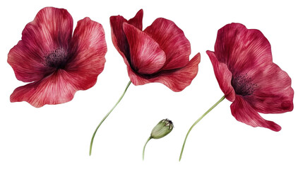 Red poppy flower Transparent background, PNG