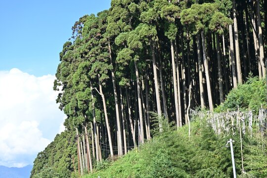 The Majestic Himalayan Pain Forest