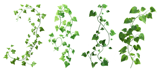 green grass isolated