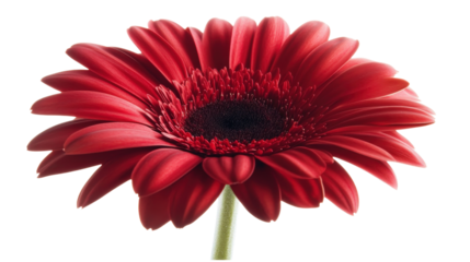 Red gerbera daisy Transparent background, PNG