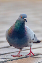 a portrait of a pigeon on pavement