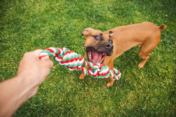 Funny brown Boxer dog with wide eyes and open mouth excitedly pulls on a colorful rope toy during...