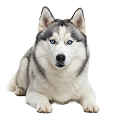 Siberian Husky: Majestic Canine Portrait
