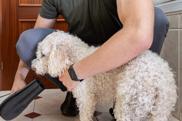 Man drying his white poodle dog with a hair dryer after bath