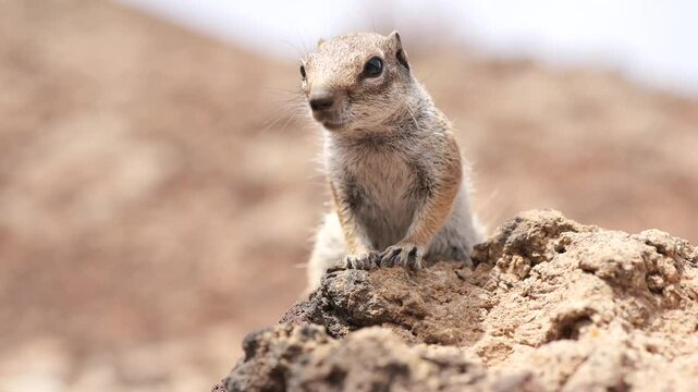 Exploring the world of ardilla moruna and its habitats in the wild