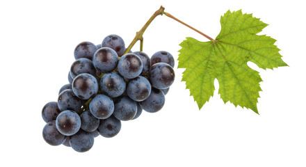 Isolated bunch of grapes