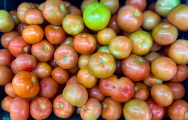 Close-up of tomatoes in different colors and textures