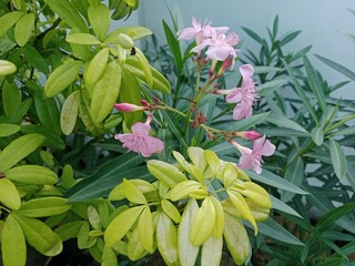 Obraz premium A Flower Blooming Under the Scorching Heat