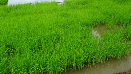 Close-Up of Young Rice Seedlings in a Wet Paddy Field