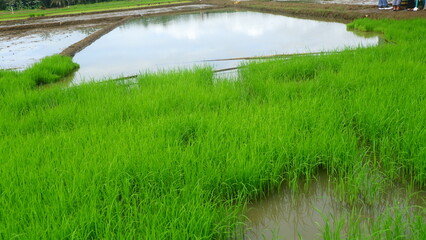 Close-Up of Young Rice Seedlings in a Wet Paddy Field