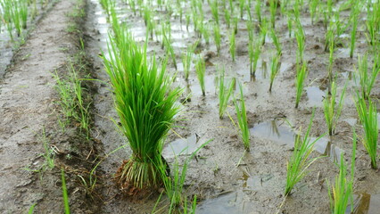 Close-Up of Young Rice Seedlings in a Wet Paddy Field
