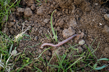 Earthworm in black soil of molehill. Close-up view of the worm crawls away from the mole hole. Fishing bait. Animals recycling plants waste into rich soil improver and fertilizer. High quality photo.