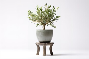 Olive tree in a gray pot on a small wooden table against white background