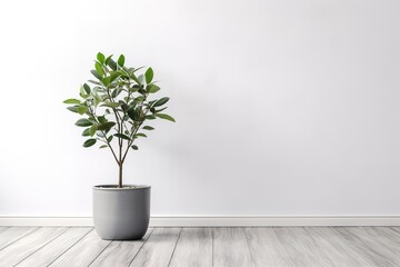 Minimalist interior design featuring a potted green plant against a white wall
