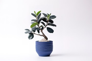 Ficus ginseng bonsai plant in a decorative blue pot with white pebble stones