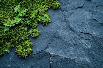 Lush green moss clinging to dark gray stone.