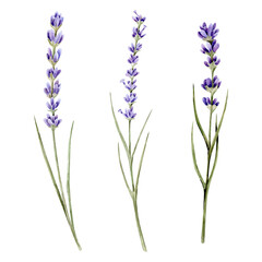 Obraz premium Watercolor hand drawn illustrations set of three branches of lavenders. Bouquet with lavender. Flower day. Can be used on fabrics and paper products and other. Make any compositions yourself 