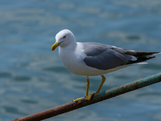 A cute seagull by the sea