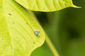 草むらにいたコフキゾウムシのオスとメス