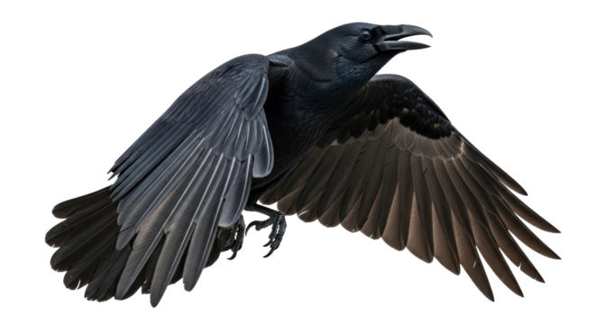 Isolated Raven in Flight with Open Beak