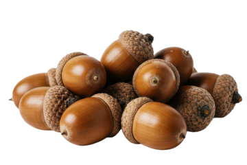Pile of dried acorns, isolated background