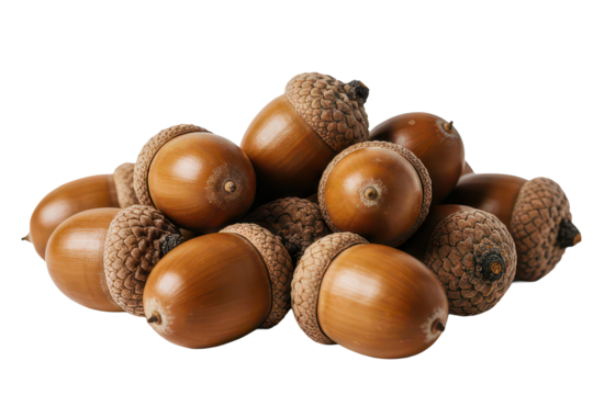 Pile of dried acorns, isolated background
