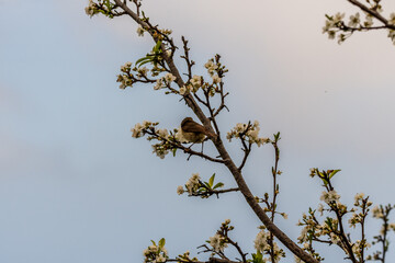 Phylloscopus collybita pertenece a la familia de Phylloscopidae.