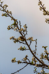 Phylloscopus collybita pertenece a la familia de Phylloscopidae.
