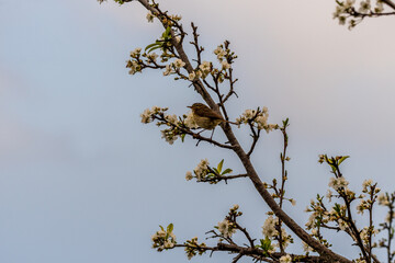 Phylloscopus collybita pertenece a la familia de Phylloscopidae.