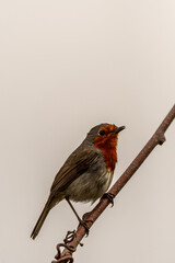 Erithacus rubecula pertenece a la familia de Muscicapidae.
