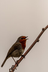 Erithacus rubecula pertenece a la familia de Muscicapidae.