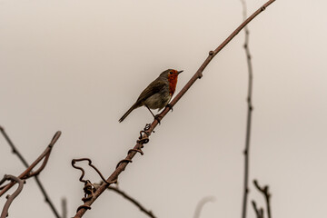 Erithacus rubecula pertenece a la familia de Muscicapidae.