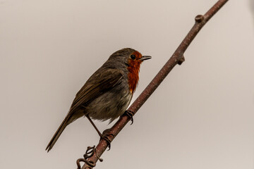 Erithacus rubecula pertenece a la familia de Muscicapidae.