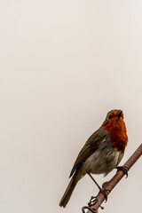 Erithacus rubecula pertenece a la familia de Muscicapidae.