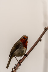 Erithacus rubecula pertenece a la familia de Muscicapidae.
