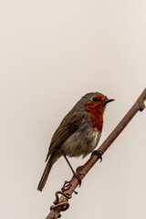 Erithacus rubecula pertenece a la familia de Muscicapidae.